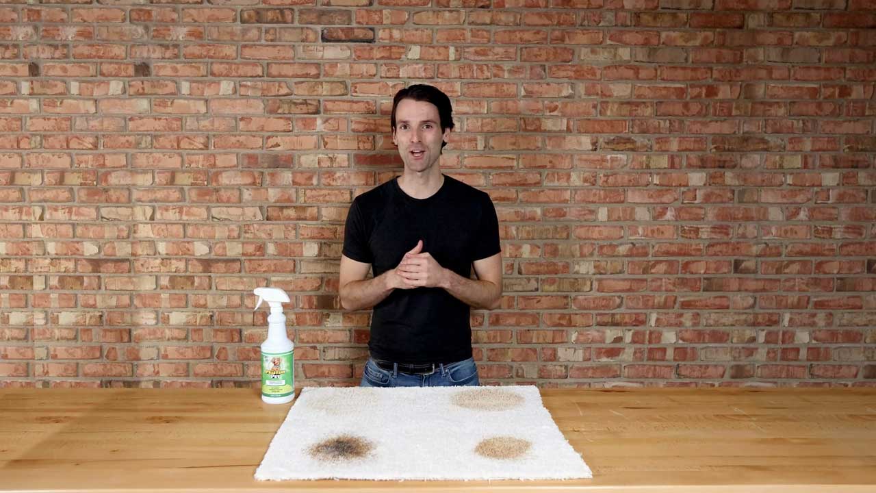 Stain Removal Tips With Pristine Pet
