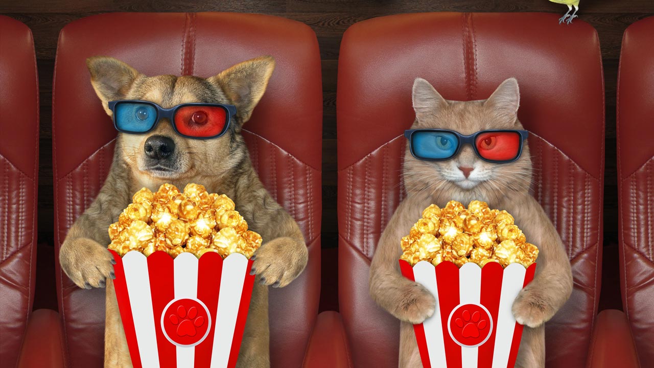 Our Favorite Pet Documentaries Right Now